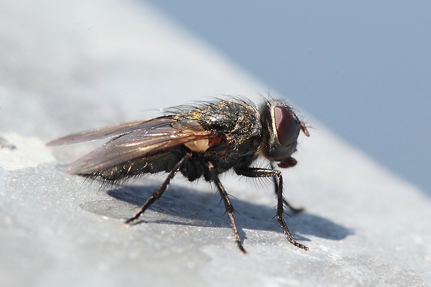 Pollenia sp. femmina (Calliphoridae)